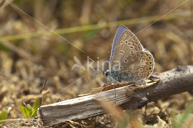 Common Blue (Polyommatus icarus)