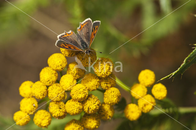 Kleine vuurvlinder (Lycaena phlaeas)