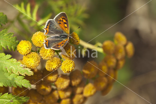 Small Copper (Lycaena phlaeas)