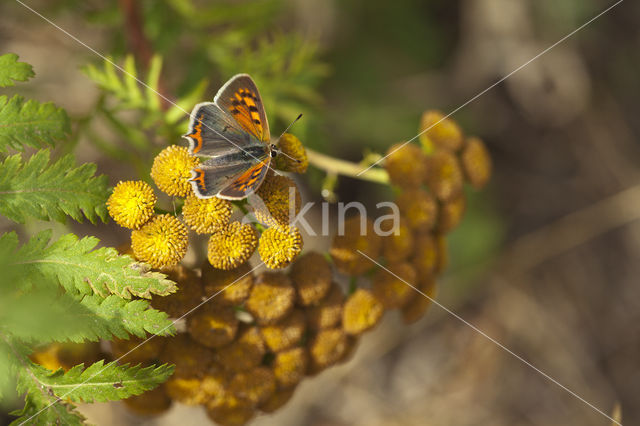 Kleine vuurvlinder (Lycaena phlaeas)