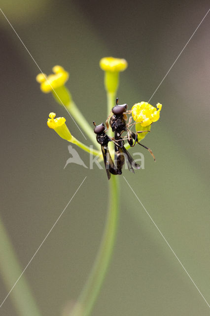 Kervelgitje (Cheilosia pagana)