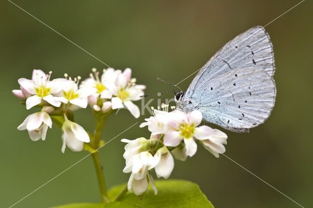 Holly Blue (Celastrina argiolus)