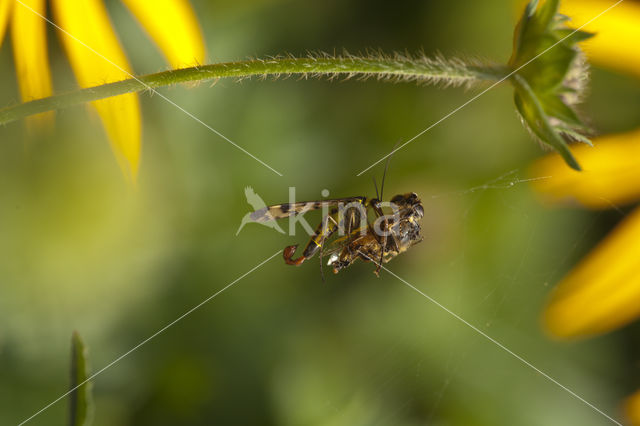 common scorpion fly (Panorpa communis)