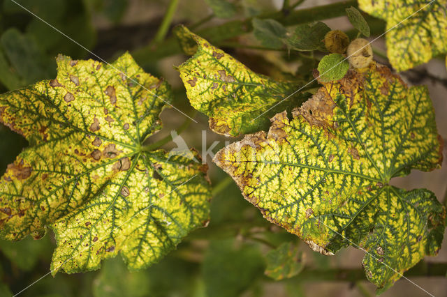 autumn colour