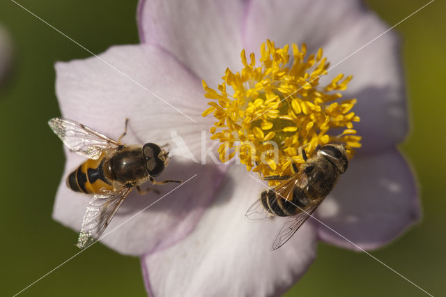 Bosbijvlieg (Eristalis horticola)