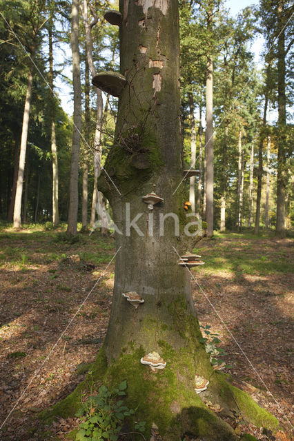 Tonderzwam (Ganoderma spec.)