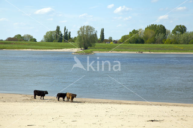 Ooijpolder