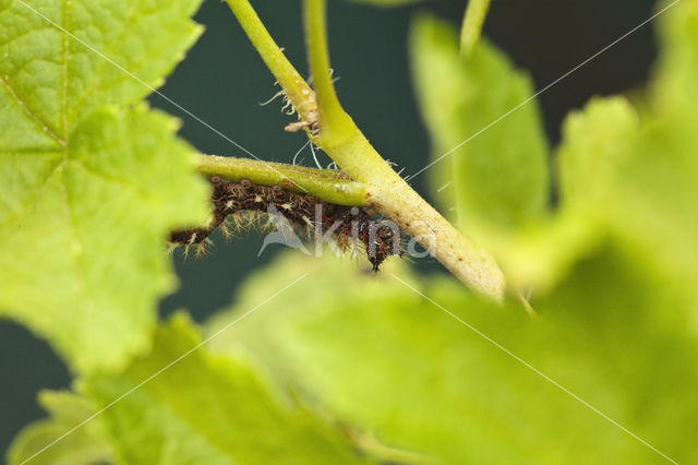 Comma (Polygonia c-album)