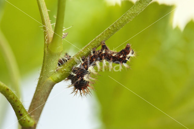 Gehakkelde aurelia (Polygonia c-album)