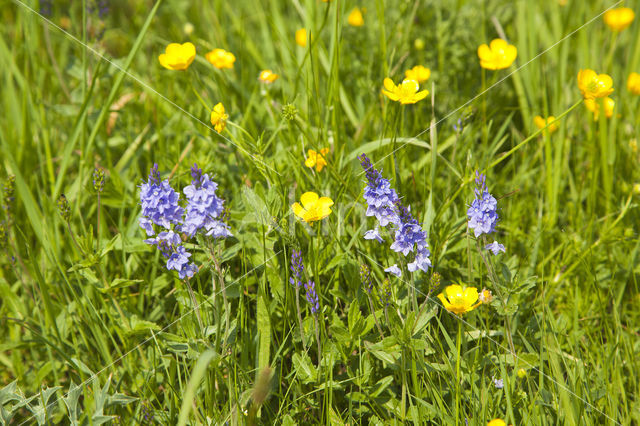 Liggende ereprijs (Veronica prostrata)