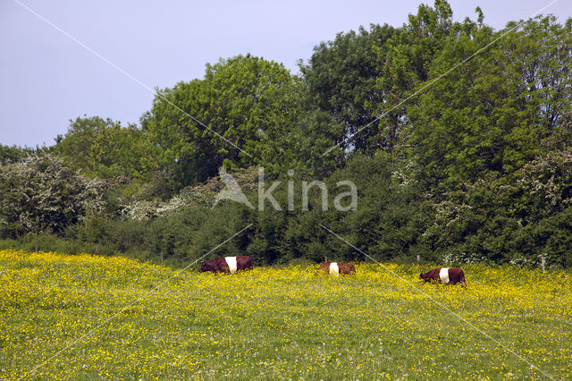 Dutch Belted Cow