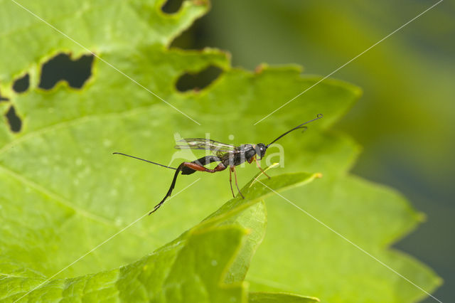 ichneumon wasp