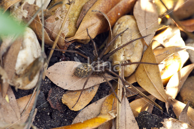 Grijze huisspin (Tegenaria domestica)