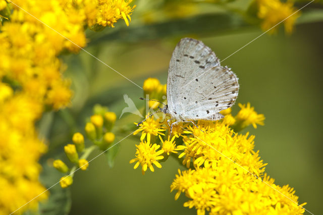 Boomblauwtje (Celastrina argiolus)