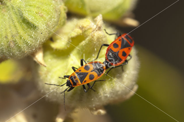 Vuurwants (Pyrrhocoris apterus)