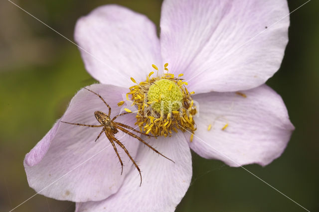 Herfstspin (Metellina segmentata)