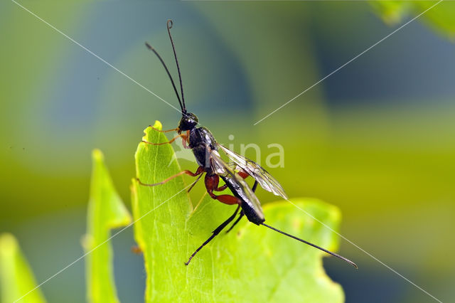 ichneumon wasp