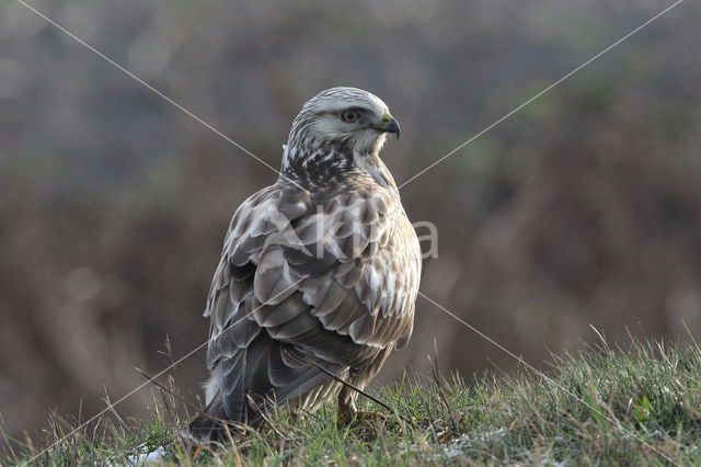 Ruigpootbuizerd (Buteo lagopus)