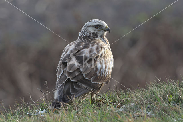 Ruigpootbuizerd (Buteo lagopus)