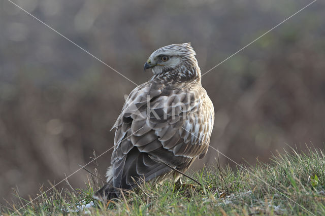 Ruigpootbuizerd (Buteo lagopus)