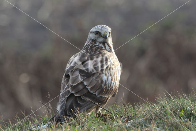 Rough-legged Buzzard (Buteo lagopus)