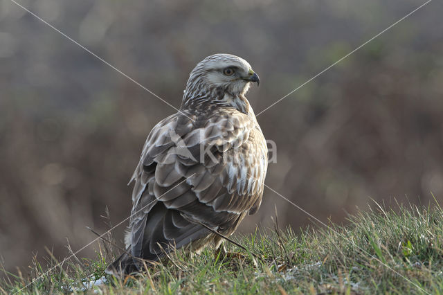 Rough-legged Buzzard (Buteo lagopus)