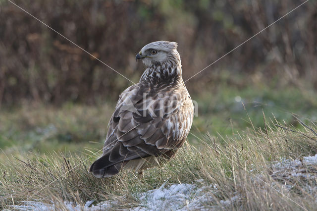 Rough-legged Buzzard (Buteo lagopus)