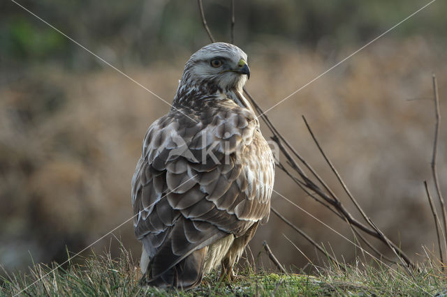 Ruigpootbuizerd (Buteo lagopus)