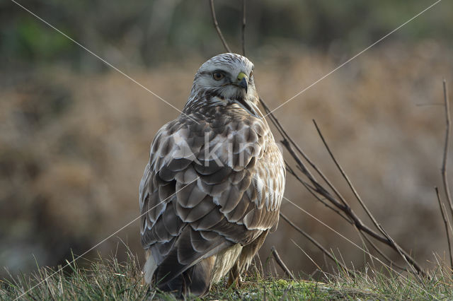 Ruigpootbuizerd (Buteo lagopus)