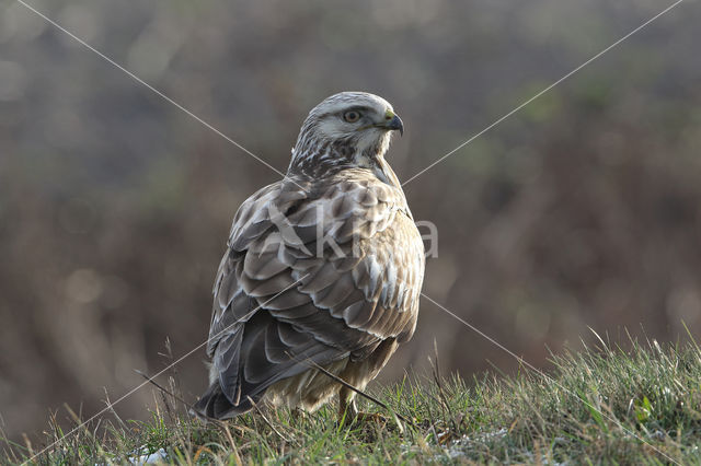 Rough-legged Buzzard (Buteo lagopus)