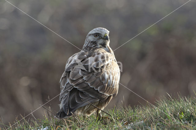 Ruigpootbuizerd (Buteo lagopus)