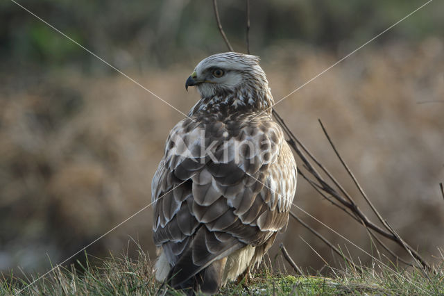 Ruigpootbuizerd (Buteo lagopus)