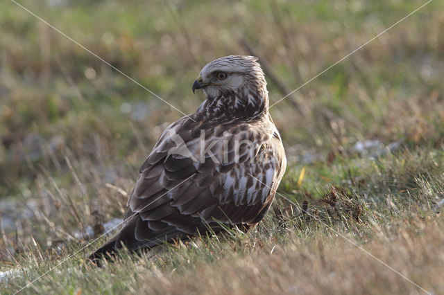 Ruigpootbuizerd (Buteo lagopus)