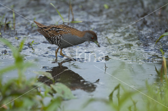 Kleinst Waterhoen (Porzana pusilla)