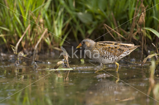 Spotted Crake (Porzana porzana)