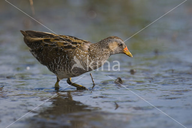 Spotted Crake (Porzana porzana)