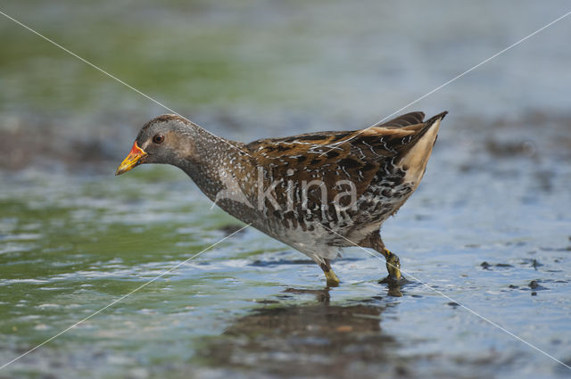 Spotted Crake (Porzana porzana)