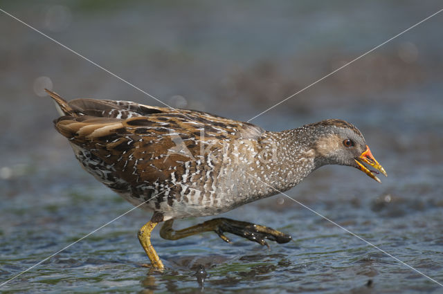 Spotted Crake (Porzana porzana)