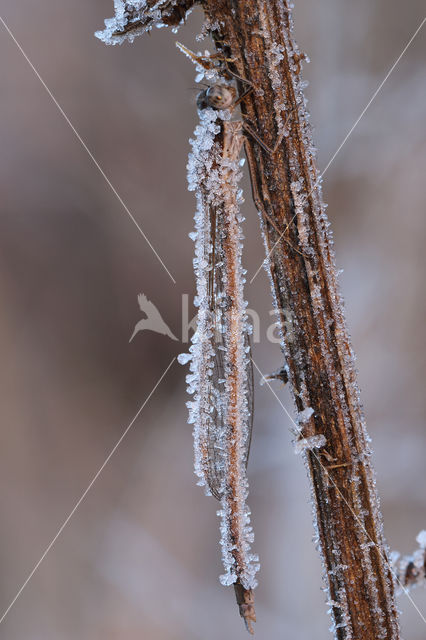 Bruine winterjuffer (Sympecma fusca)