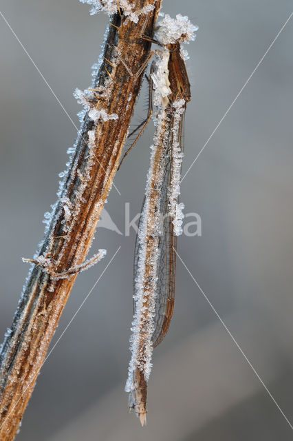 Bruine winterjuffer (Sympecma fusca)