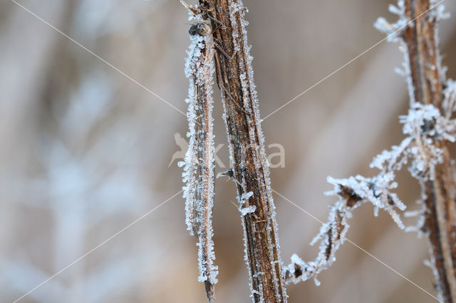 Bruine winterjuffer (Sympecma fusca)