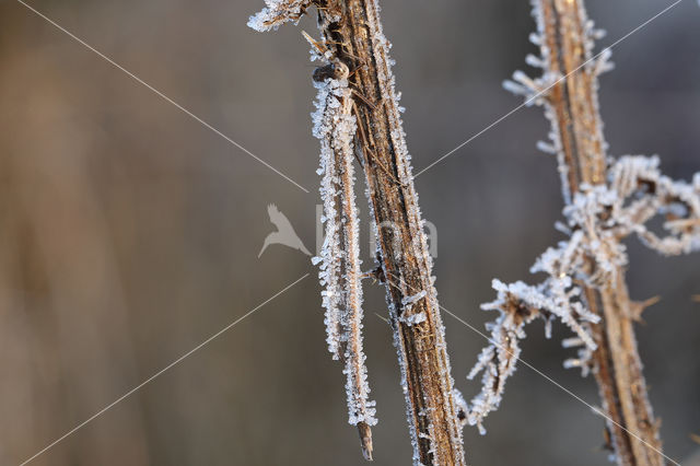 Brown Emerald Damselfly (Sympecma fusca)