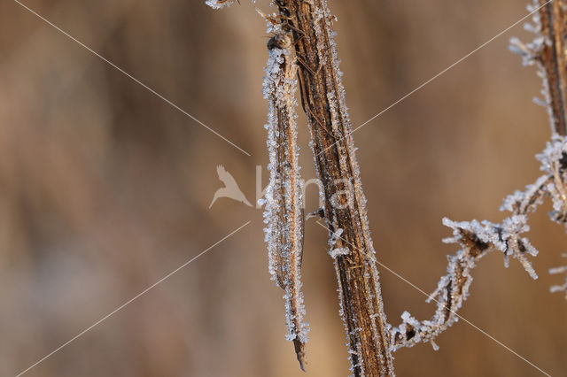 Brown Emerald Damselfly (Sympecma fusca)