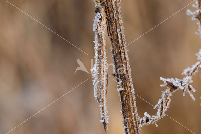Bruine winterjuffer (Sympecma fusca)