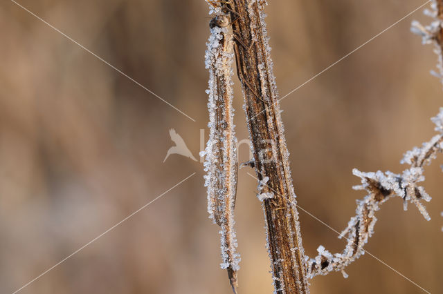 Brown Emerald Damselfly (Sympecma fusca)