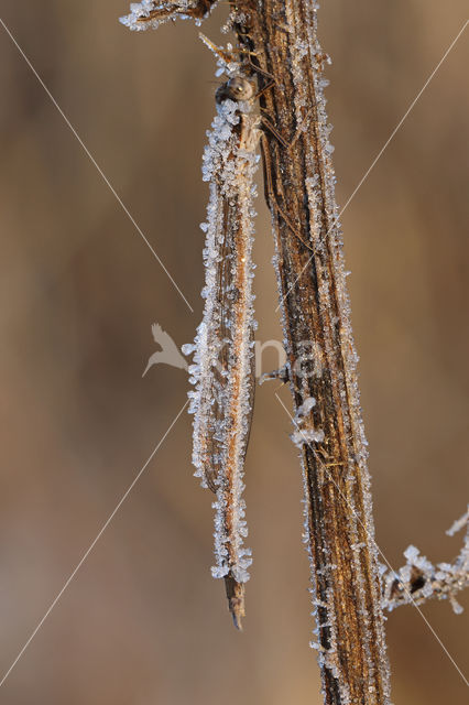 Brown Emerald Damselfly (Sympecma fusca)