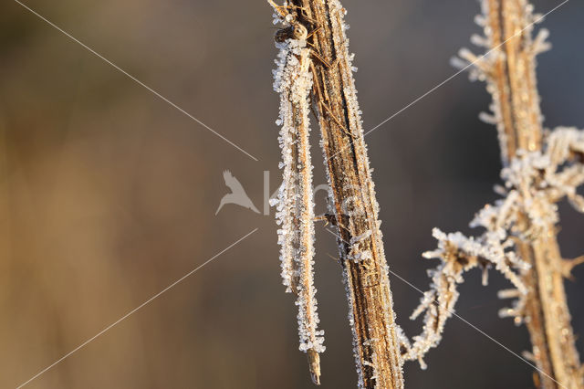 Brown Emerald Damselfly (Sympecma fusca)