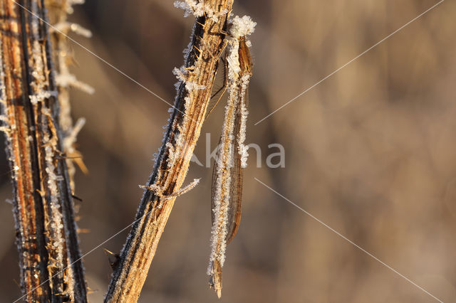 Brown Emerald Damselfly (Sympecma fusca)