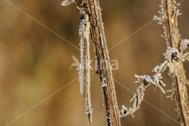 Bruine winterjuffer (Sympecma fusca)