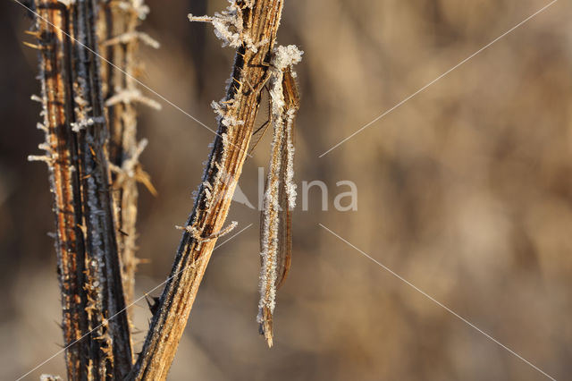 Bruine winterjuffer (Sympecma fusca)